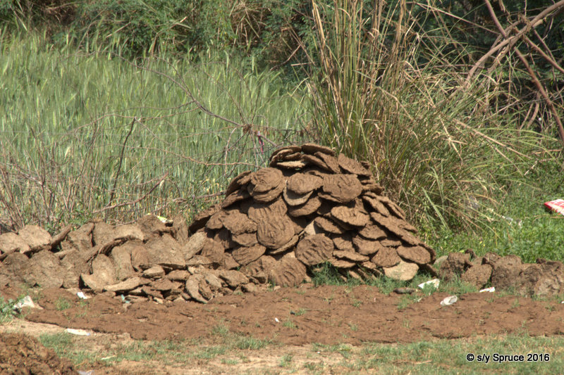 Cow and buffalo dung patted into "cow pats" and dried in the sun ready to be used as fuel on the fire.