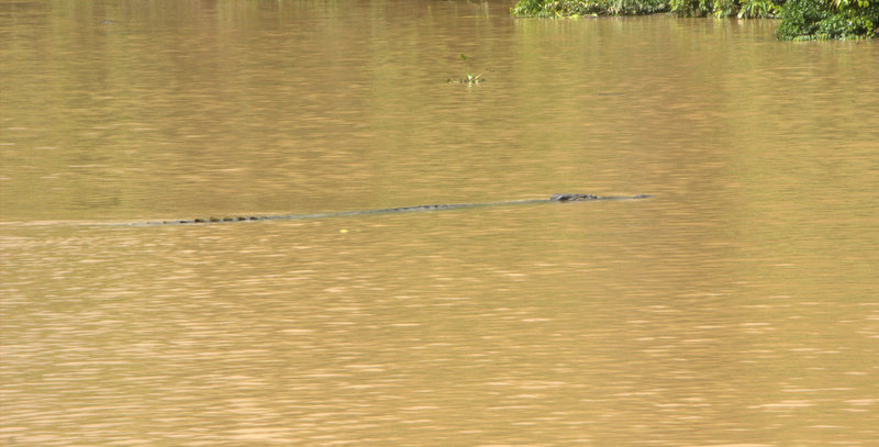 Large salt water croc.