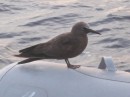 A Brown Noddy hitched a ride.