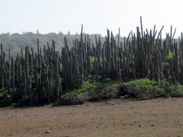 Tall cactus trees