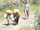 Moving water with donkey power.