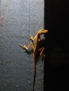 A Gecko climbing a post ashore.