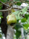 A Cashew Fruit. The nut is the little nodule at the bottom within a husk. Not many per tree hence the expense.