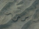 Sue spotted an Eel Snake and captured an image using Welly