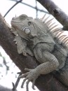 Its a sleepy old life for the iguanas in the Tobago Cays.