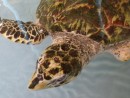 A hawk-bill turtle at the turtle sanctuary on Bequia.