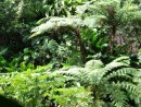 Tree ferns in the forest.