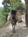 The hardest working member of the team. The mules carry food and other essentials along the trail leaving the hikers to carry only light weight packs.