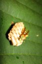 A wasp nest on a leaf