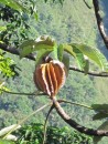 Another strange fruit on a tree at the Lost City...not sure what it is?