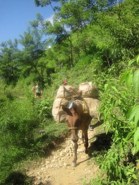 More mules lugging food and equipment. No mechanised transport on this trail.