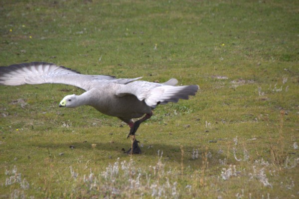 We got just a little too close to this Cape Barren Goose.