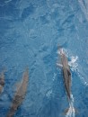 Dolphins come to play.