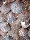Oyster shells.