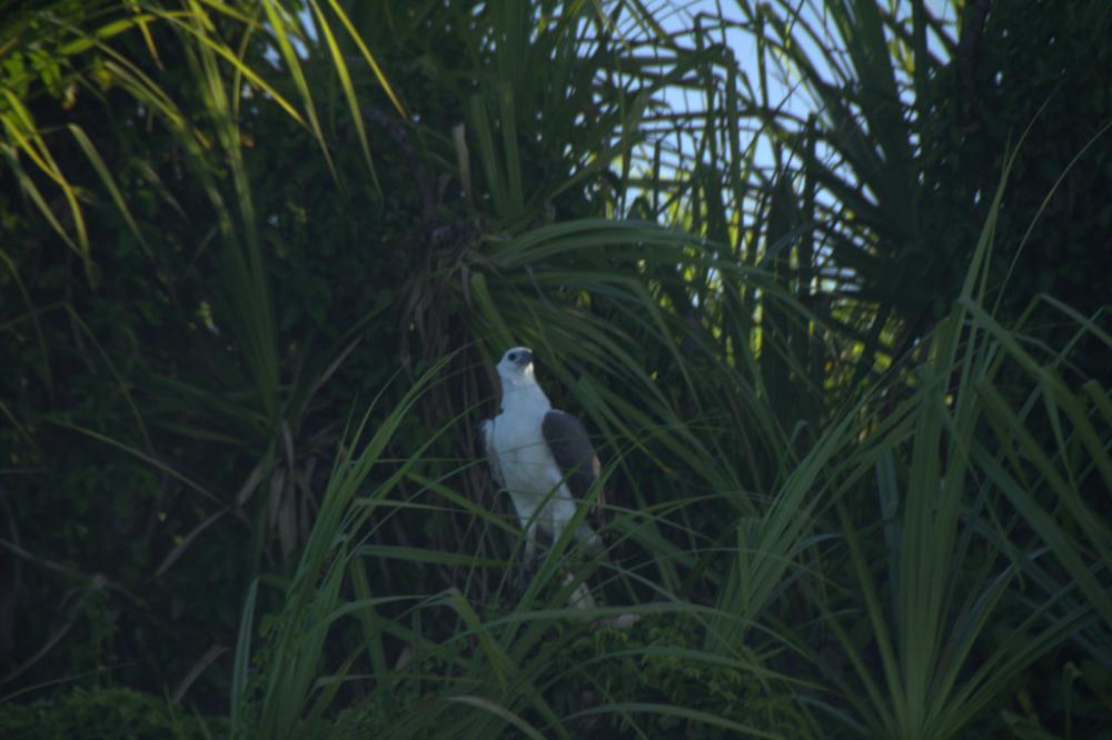 A White bellied Eagle