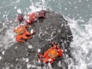 Sally-Lightfoot Crabs cling to the rocks.