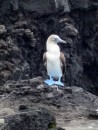 Blue footed booby, nice bright feet.