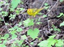 Yellow Warbler.