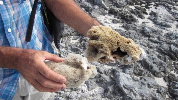 Natural sponge washed up on the beach