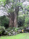 A huge Banyan tree.