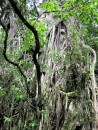 One of the old Banyan trees