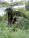 Tall tree ferns Nuku Hiva