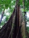 An impressive tree in the rainforest.