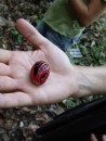 A nutmeg still encased in its shell.