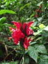 Flower in the rain forest - Sue can