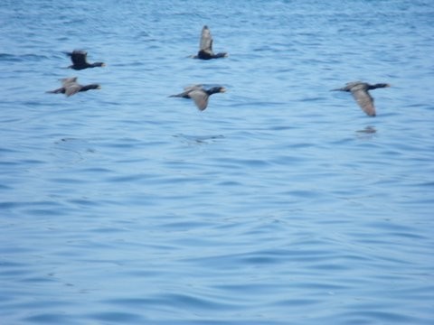 Close up of the skein of Cormorants 