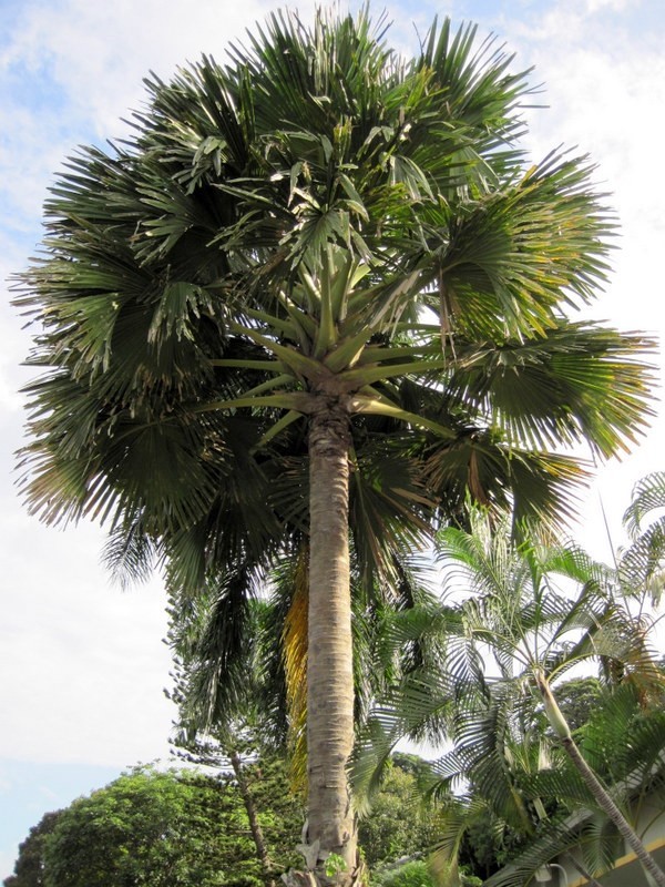 An interesting palm