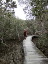 A walk through the mangroves.
