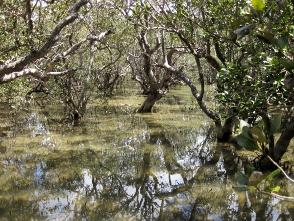 Mangrove swamp.