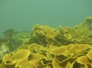 TheCabbage patch, some of these corals are aged 250 years plus