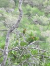 Brown cheaked Parakeets/