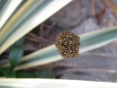 A colony of spiders attached to a "Spanish Bayonet Yucca" in the garden. A shake of the leaves and they scurry outwards on the web...