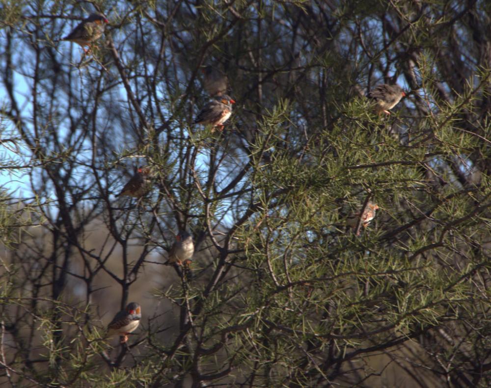 Lovely to see Zebra finches in the wild.