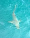 One of the black tip sharks that visited us.