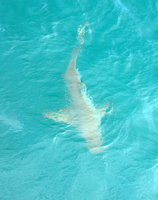 One of the black tip sharks that visited us.