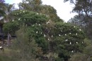 We did not know that Cattle Egrets grew on trees:-)