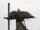 An Osprey on its nest with 2 young .