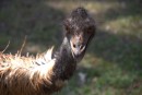 A close encounter with an Emu