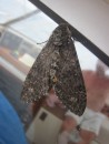 A Carolina Spynx a large Moth 7cm long that hitched a ride on Spruce.