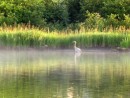 Morning mist: heron breakfast time