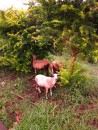 Goats hiding from the rain under bushes