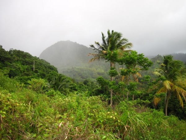 Views of Grenada around Annandale 