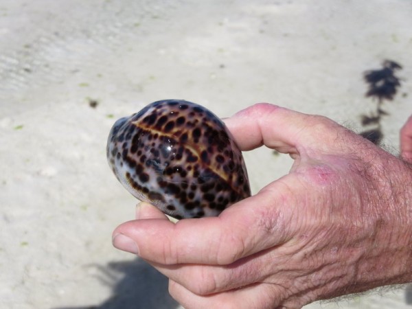 Andy found a beautiful cowrie, alive so he put it back .