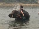 Sue being washed by an Elephant!