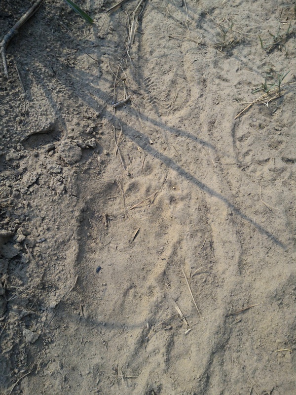 A Sloth bear foot print..... more dangerous than a Tiger!