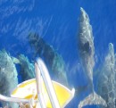Dolphins came to play en route to La Gomera. We love that deep ocean blue.